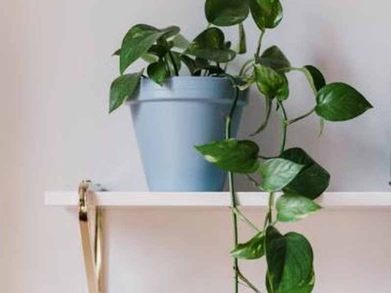 Jiboia em vaso azul sobre prateleira, com folhas pendendo